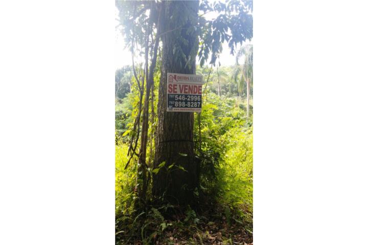 Clasificadosonline Com Autos >> Aibonito Puerto Rico, Venta Bienes Raices Hatillo Puerto ... Clasificadosonline Com Autos >> Aibonito Puerto Rico, Venta Bienes Raices Hatillo Puerto ...