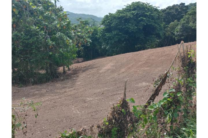 Mamey Puerto Rico Venta Bienes Raíces Guaynabo Puerto Rico Real