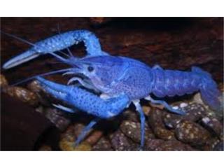 Puerto Rico - MascotasNeon Blue Lobster Puerto Rico