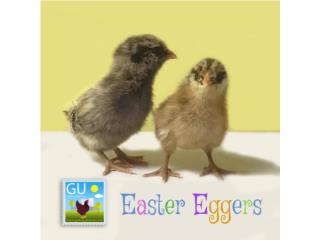 Puerto Rico - MascotasPollitas Ponedoras Easter Eggers 