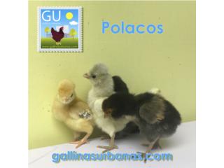 Puerto Rico - MascotasPollitas Polacas Golden laced Puerto Rico