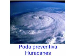 Poda preventiva Huracanes Puerto Rico luis barreiro