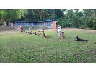 Escuela canina Another Level Dog Training Puerto Rico Another Level Dog Training