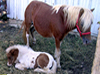 Ponies Puerto Rico