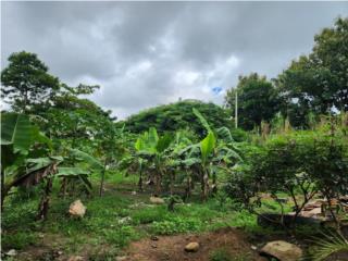 Cedros Puerto Rico