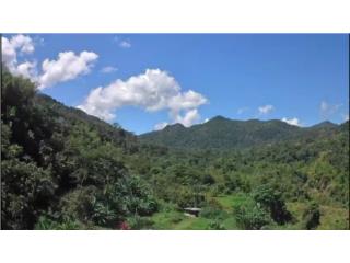 Haz Tuya una Joya Cafetalera en Puerto Rico 