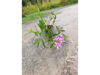 Vendo orquídea epidendrum violeta 