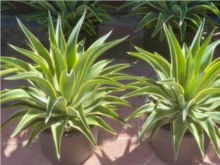 Agaves para landscaping 