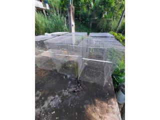 6 rejones para gallos de pelea, Puerto Rico
