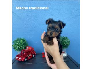 Perros/Dogs Puerto Rico