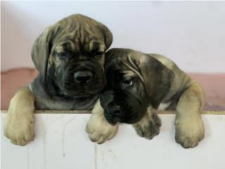 Perros/Dogs Puerto Rico