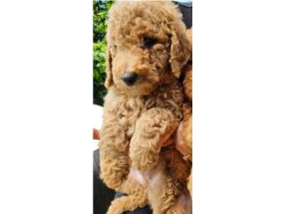 son goldendoodles buenos perros de familia