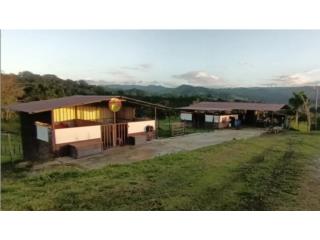 Finca Caballista con casa