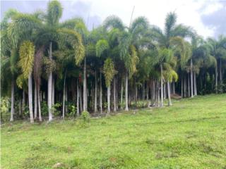 7 cdas,siembra de palmas,Bo.Río Abajo,Ceiba