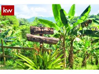 BO. RIO ABAJO, FINCA EN UTUADO