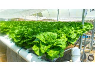Hydroponic lettuce growing business & land