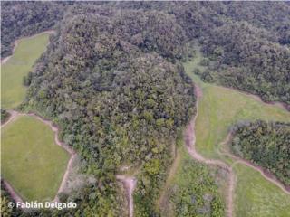 ARECIBO! Finca *311.4 acres (321 cuerdas)* 