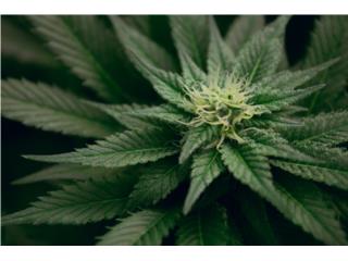 Cultivo Cannabis Medicinal | Lic. | Operacin