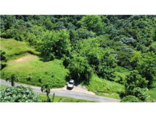 Finca ubicada en Bo. Lomas Garcia, Naranjito