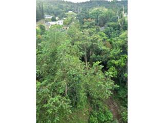 FINCA REMANENTE 7.3CDAS EN COLINAS VIEW CAYEY