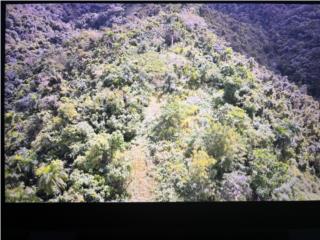 Se vende Finca de 10 cuerdas en La Esmeralda