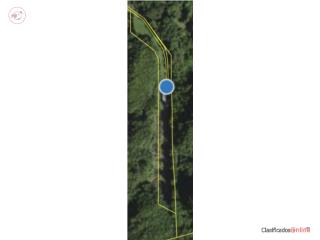 Rentals Se alquilan 5 cuerdas de terreno