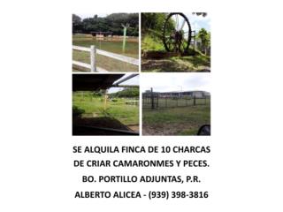 Renta de Finca de Charcas