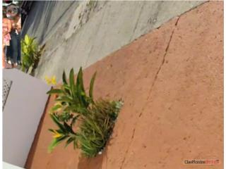 Alquiler Urbanizacion Villa Grillasca Casa Alquiler bonita fresca Ponce900 Ponce