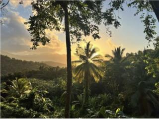 Puerto Rico - Bienes Raices VentaFinca con 6.8 cuerdas + Airbnb Puerto Rico