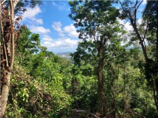 Clasificados Barranquitas Puerto Rico