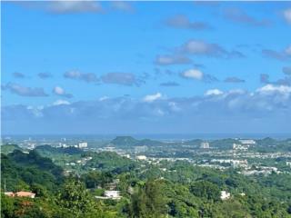 Mamey Puerto Rico