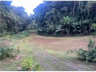 Finca de 5 cuerdas en Ciales.