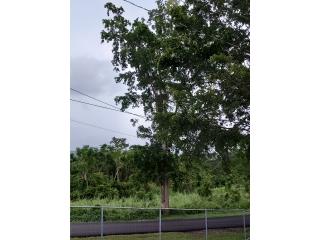 Puerto Rico - Bienes Raices VentaSe vende 2 casa y una cueen Barrio Salto 1   Puerto Rico