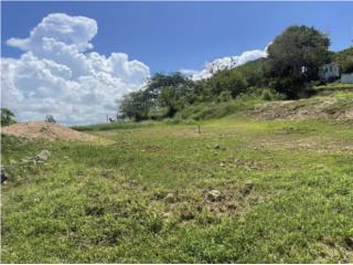 Carrizales Puerto Rico