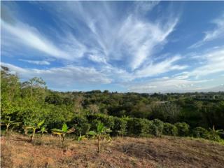 Puerto Rico - Bienes Raices VentaFinca 6 cuerdas Barrio Calabaza San Sebastian Puerto Rico