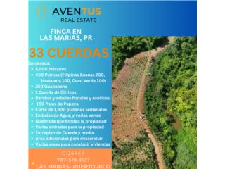 Puerto Rico - Bienes Raices Venta33 Cuerdas Sembrada Las Marias Puerto Rico