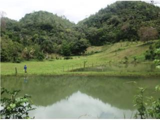 Galeria