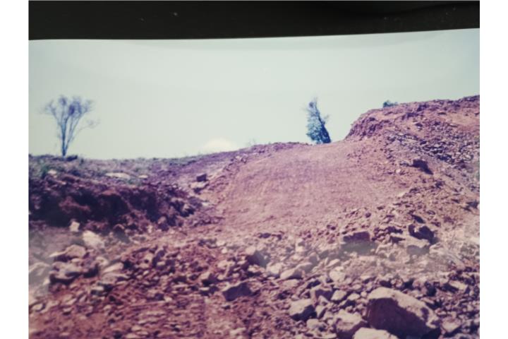 Chupacallos Puerto Rico Ceiba