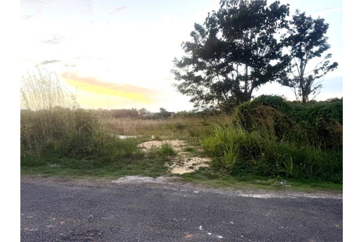 Loperena Puerto Rico Moca