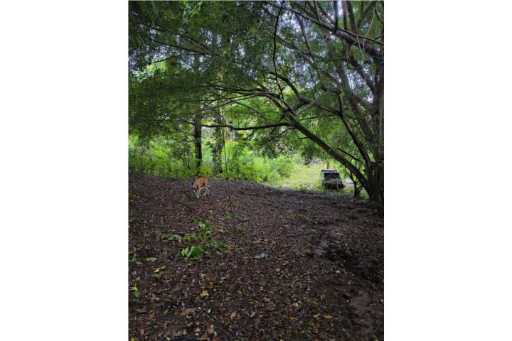 Maresua Puerto Rico San Germán