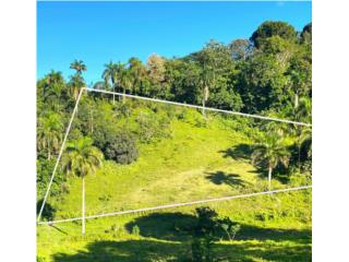 Puerto Rico - Bienes Raices VentaOportunidad nica! Se Vende Finca, Bayamon Puerto Rico