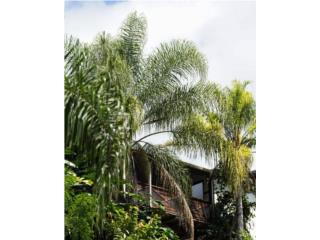 Barrio Collores, Jayuya