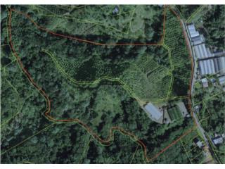 Finca de 32.77 cuerdas