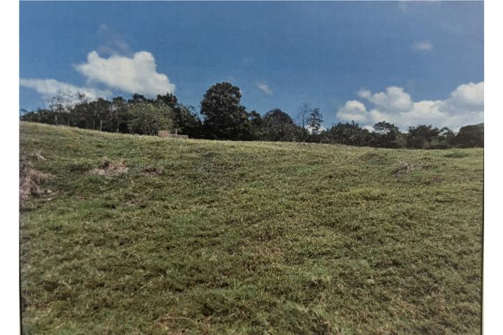 Sabana Hoyos Puerto Rico
