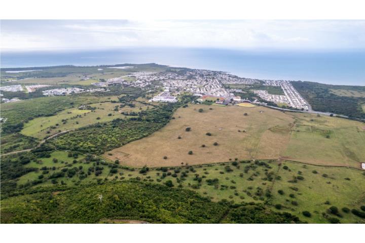 Algarrobos Puerto Rico Guayama