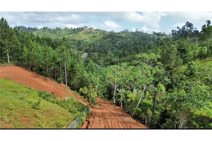 Mana Puerto Rico Corozal