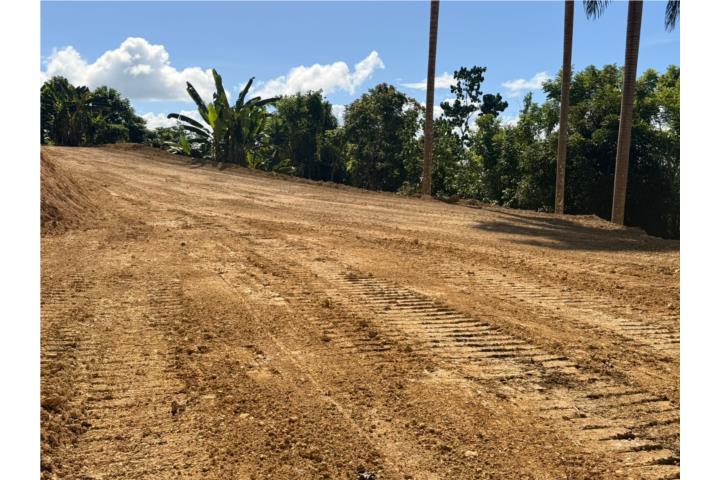 Robles Puerto Rico San Sebastián