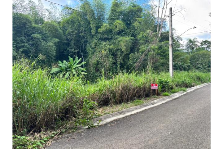 Jaguitas Puerto Rico Hormigueros