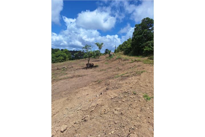 Pasto Puerto Rico Aibonito