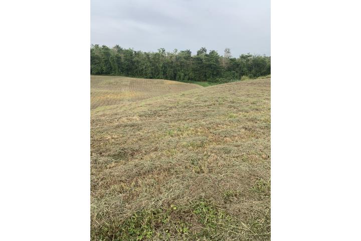 Alianza Puerto Rico Morovis